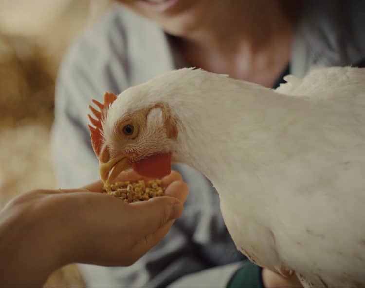 HOFER »Tierwohl« (Huhn)